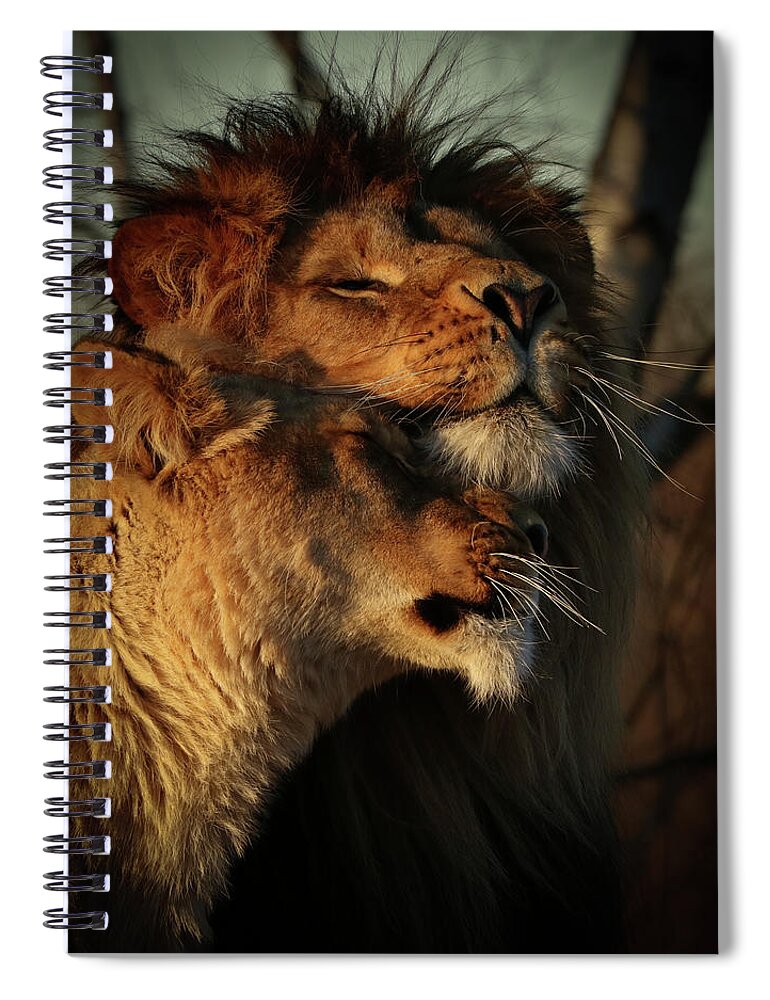 Lion Spiral Notebook featuring the photograph Can you feel the love tonight? by RT Photography