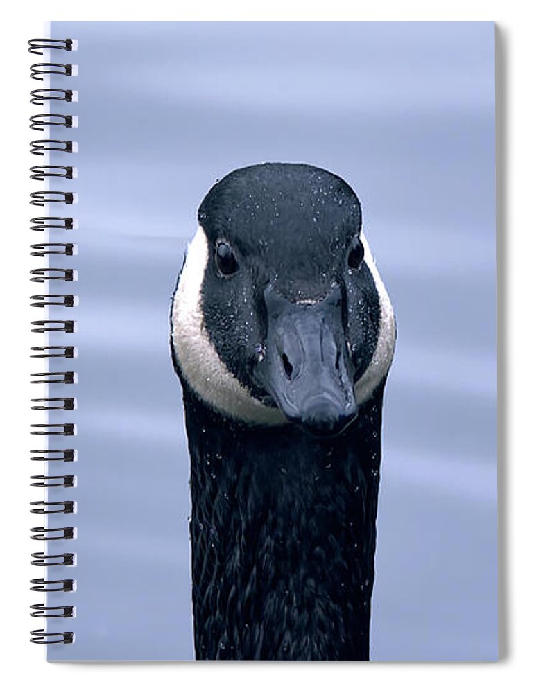 Affinity Photo Spiral Notebook featuring the photograph Canada goose head shot by Pics By Tony