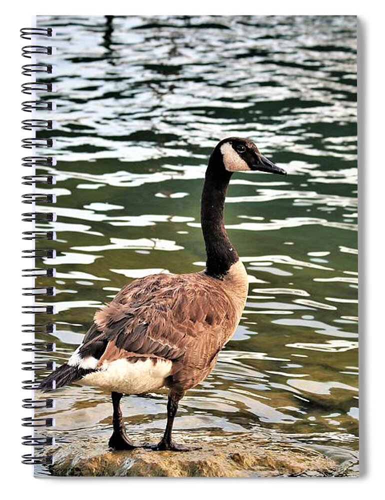 Nature Spiral Notebook featuring the photograph Canada Goose Sentinel by Sheila Brown