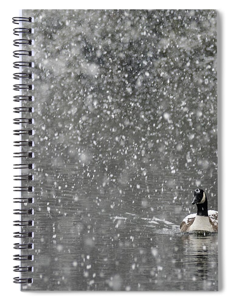 North America Spiral Notebook featuring the photograph Canadian Goose in Snow 1 by Melissa Southern