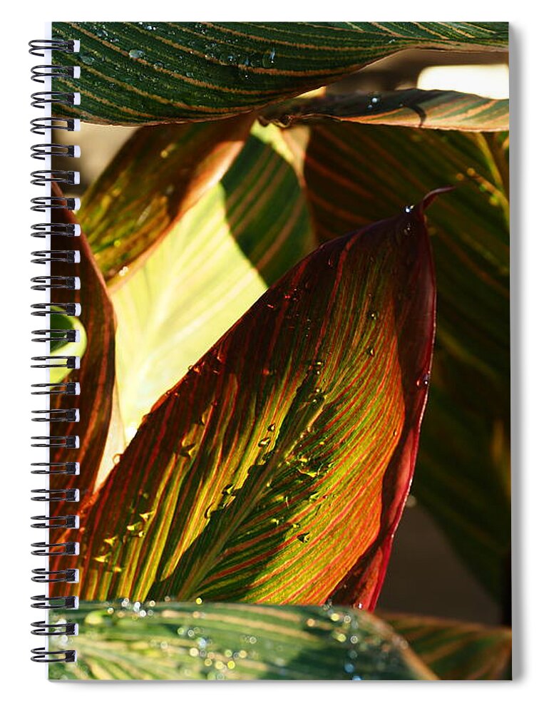 Botanical Spiral Notebook featuring the photograph Canna Lily Beauty by Richard Thomas