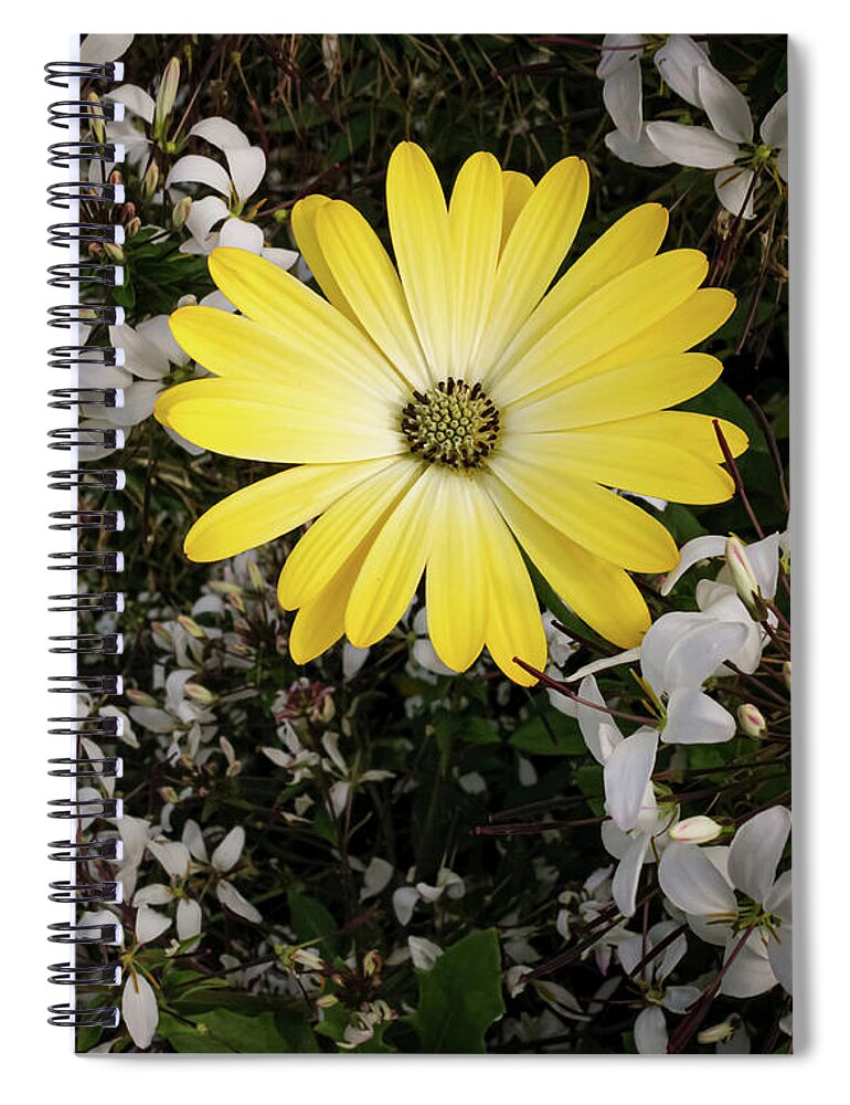 Flower Spiral Notebook featuring the photograph Cape Marguerite by Anamar Pictures