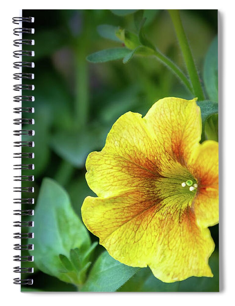 Flower Spiral Notebook featuring the photograph Caramel Yellow Petunia by Robert Carter