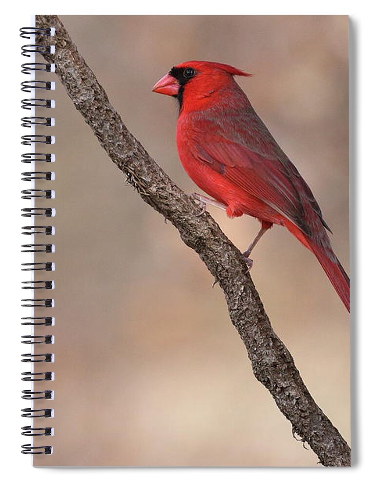 Northern Cardinal Spiral Notebook featuring the photograph Cardinal 3128 by John Moyer