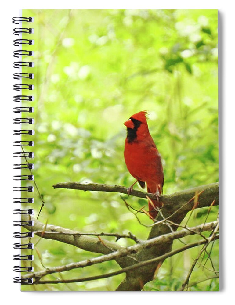 Nature Spiral Notebook featuring the photograph Cardinal 84 by Lizi Beard-Ward