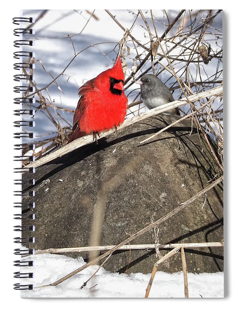 Birds Spiral Notebook featuring the photograph Cardinal and Dark-eyed Junco by Scott Olsen