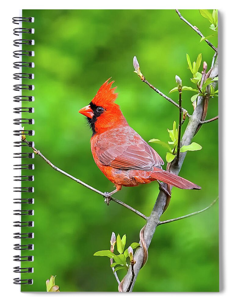 Cardinal Spiral Notebook featuring the photograph Cardinal Crest by William Jobes