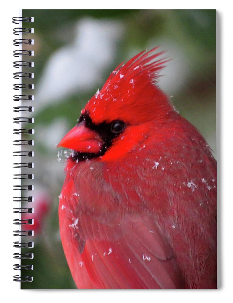 Birds Spiral Notebook featuring the photograph Cardinal in Snowy Holly Tree by Linda Stern