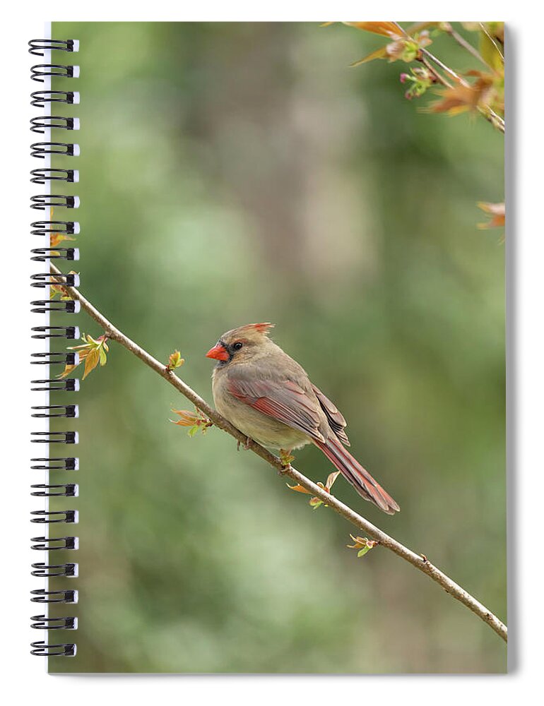 Cardinal Spiral Notebook featuring the photograph Cardinal in Spring by Rachel Morrison