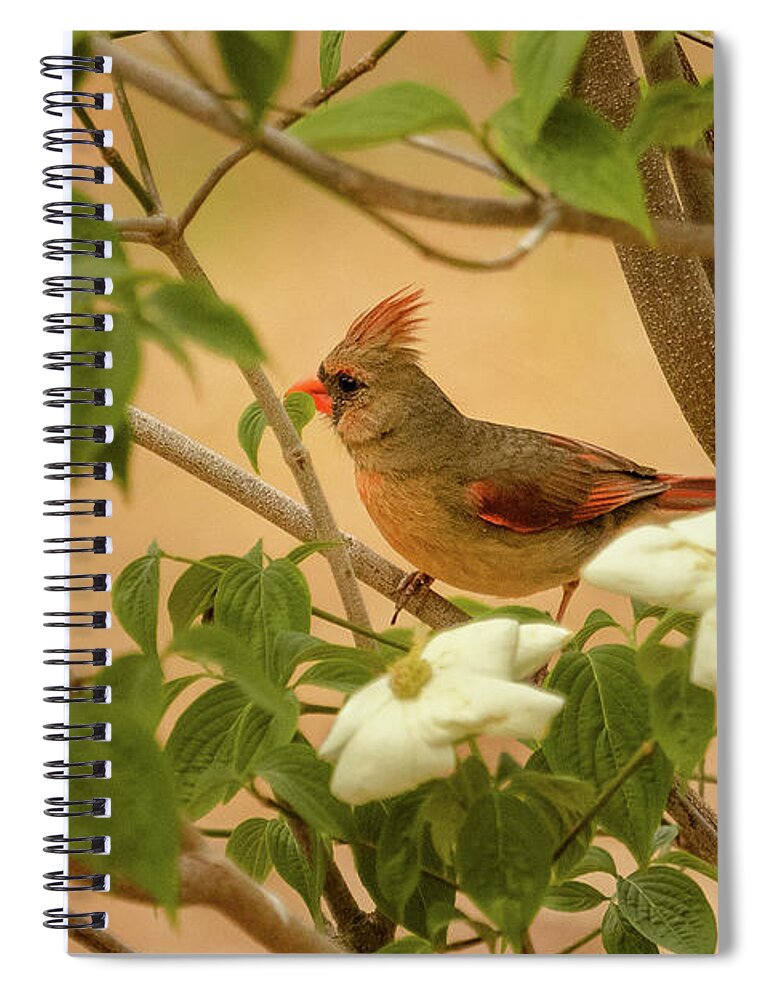 Dogwood Tree Spiral Notebook featuring the photograph Cardinal in the Dogwood Tree by Joni Eskridge