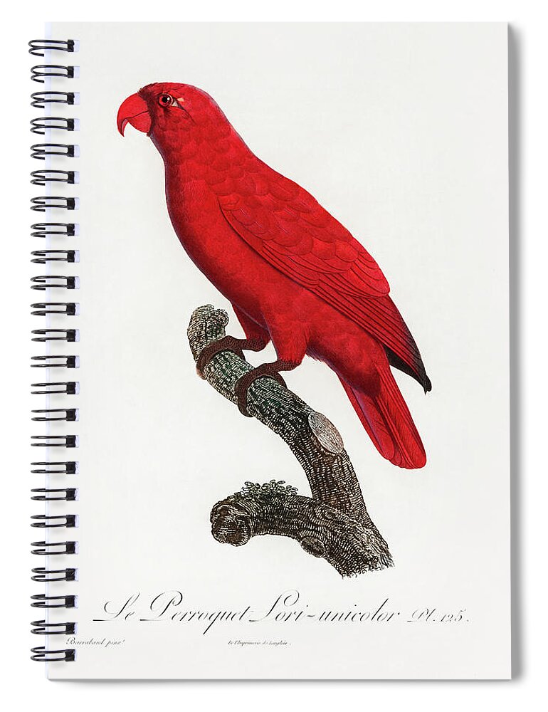 Cardinal Lory Spiral Notebook featuring the mixed media Cardinal Lory by World Art Collective
