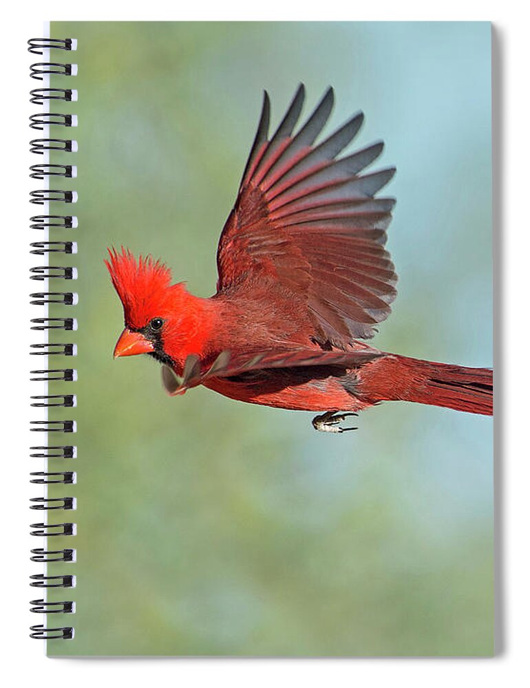 Cardinals Spiral Notebook featuring the photograph Cardinal on a Mission by Judi Dressler