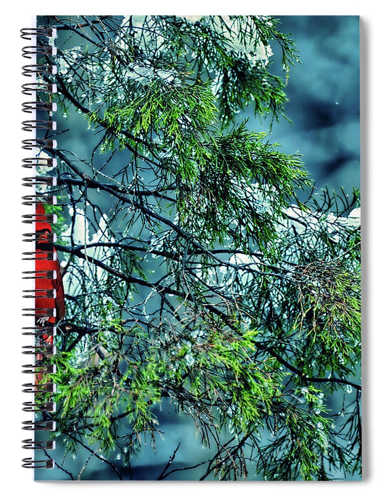 Male Cardinal Spiral Notebook featuring the photograph Cardinal Perch by Michael Frank