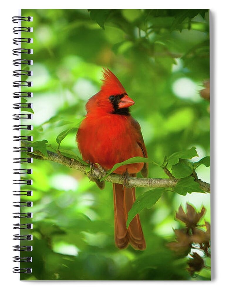 Red Cardinal Spiral Notebook featuring the photograph Cardinal_9951 by Rocco Leone