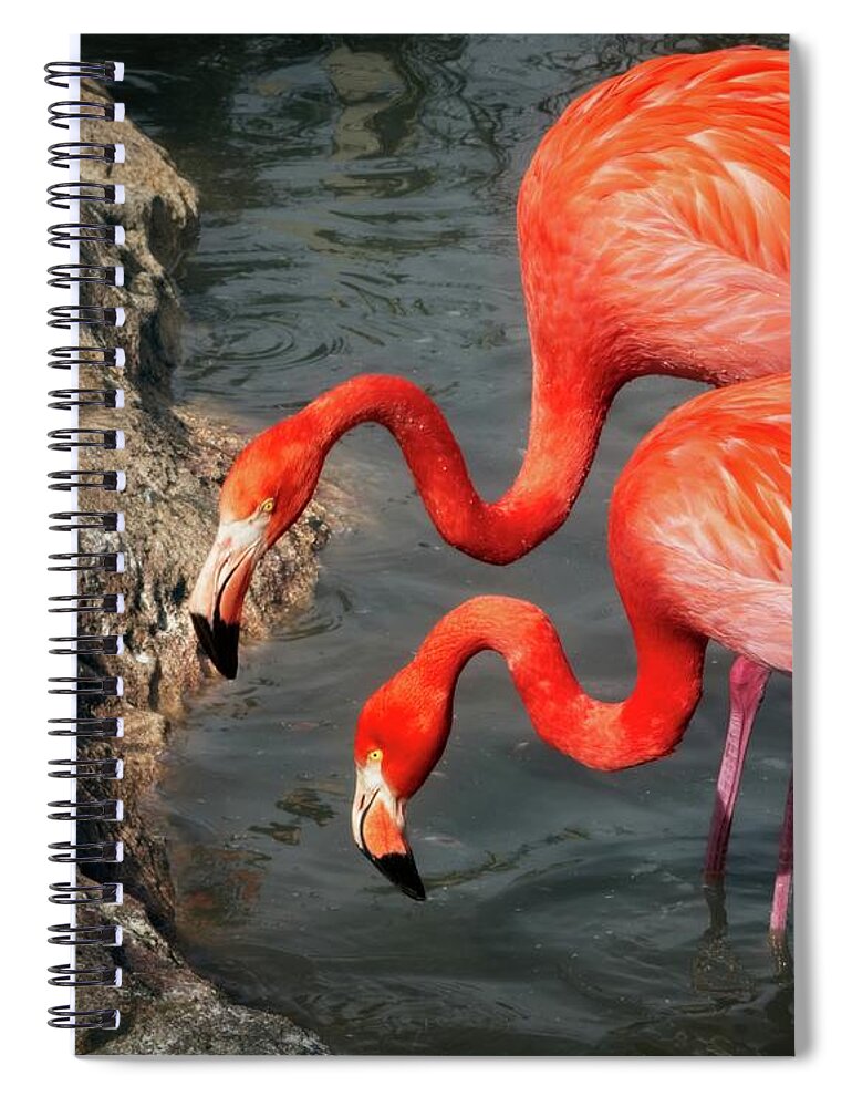 Photo Spiral Notebook featuring the photograph Caribbean Flamingos by Matthew Adelman