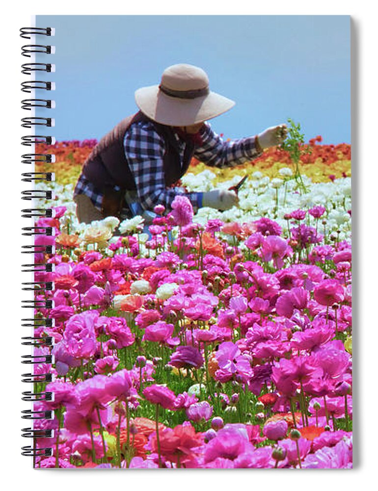 Carlsbad Flower Fields Spiral Notebook featuring the photograph Carlsbad Flower Fields California No. 2 by Ram Vasudev