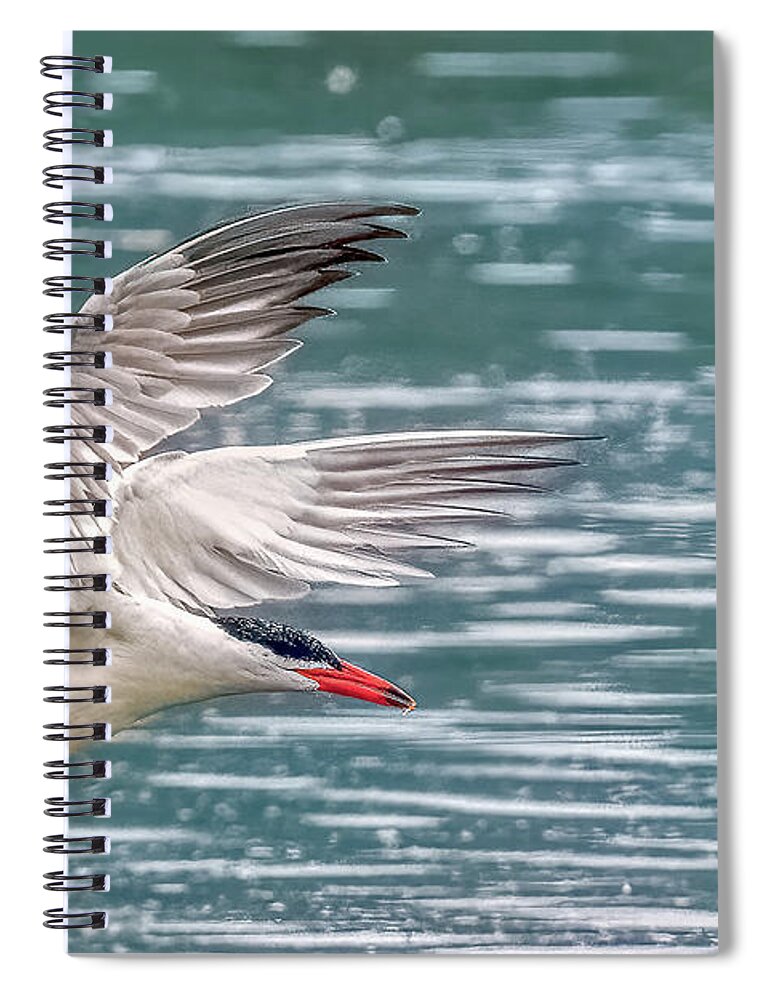 Caspian Tern Spiral Notebook featuring the photograph Caspian Tern by Timothy Anable