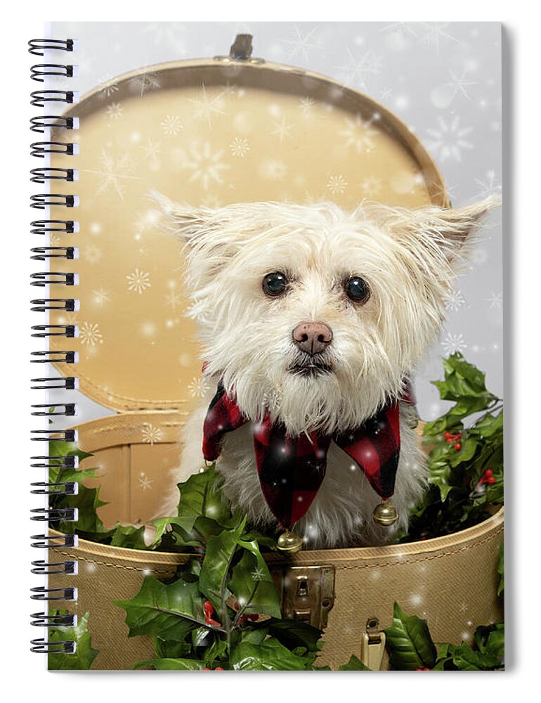 Cassie Spiral Notebook featuring the photograph Cassie 1 with snow by Rebecca Cozart