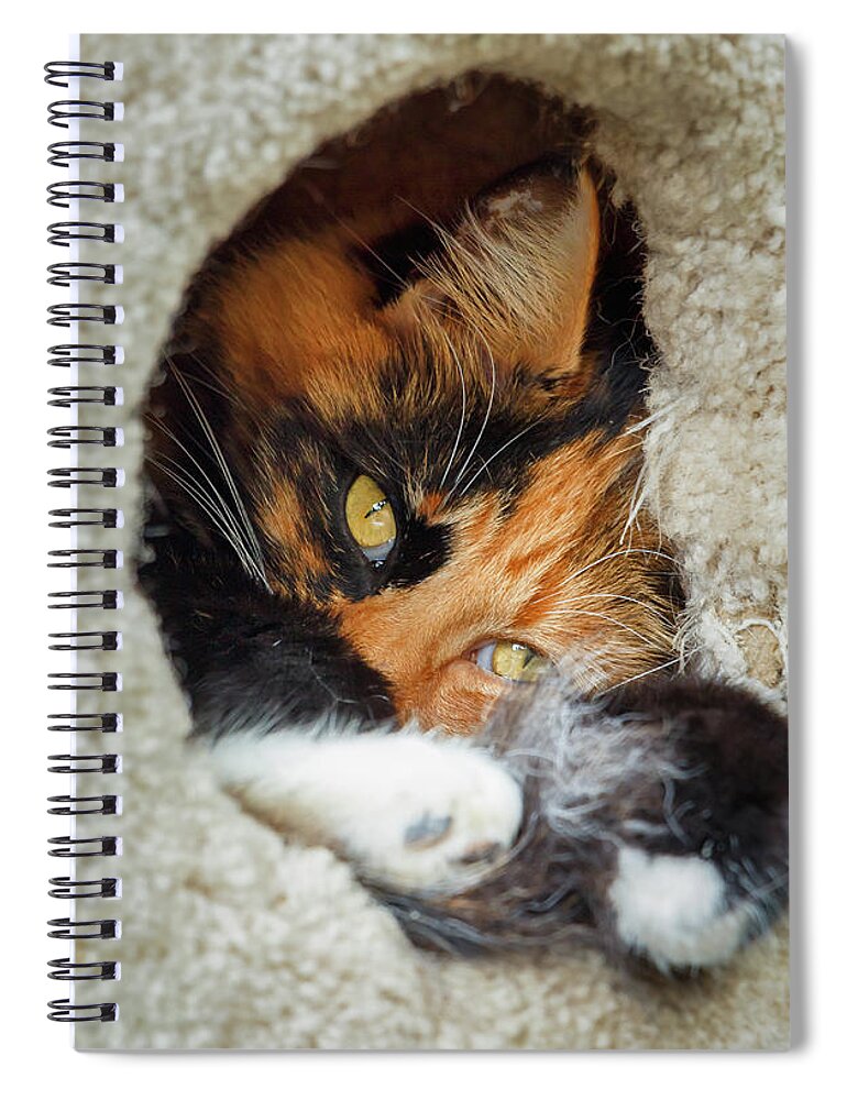 Cat Spiral Notebook featuring the photograph Cat in the House by Rick Deacon