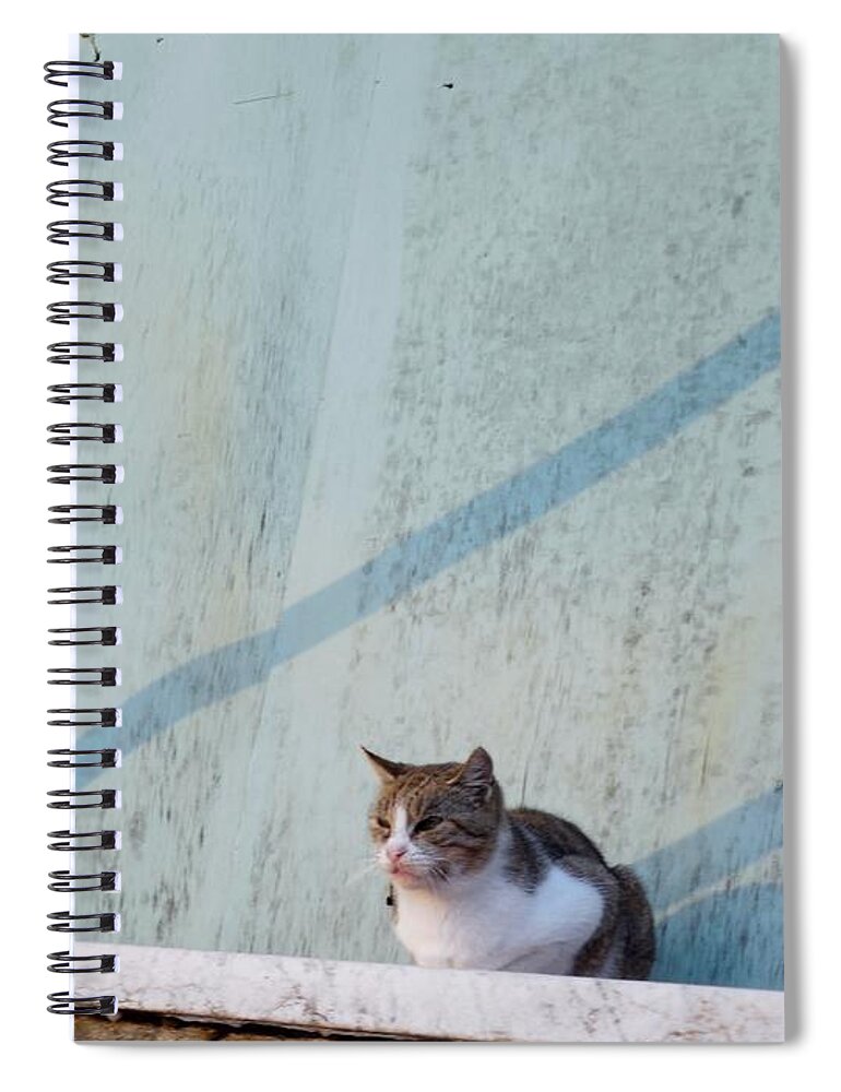 Cat Spiral Notebook featuring the photograph Cat in Ventimiglia I by Aisha Isabelle