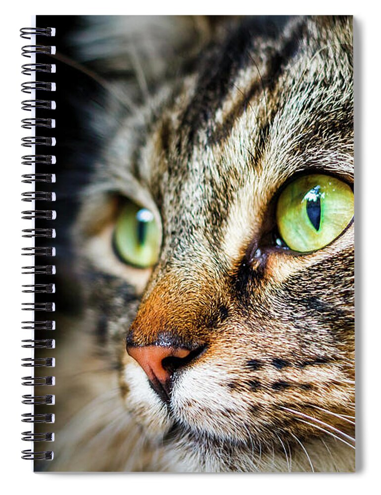 Cat Spiral Notebook featuring the photograph Cat Stare by Rick Deacon