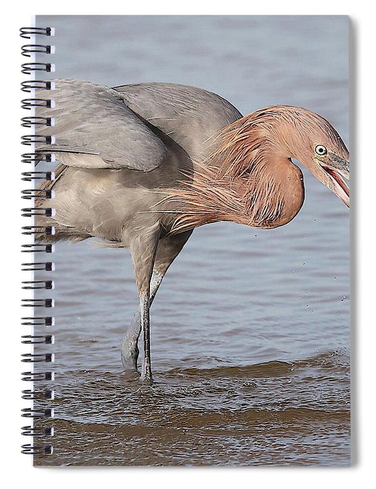 Reddish Egret Spiral Notebook featuring the photograph Catch is not Secured Yet by Mingming Jiang