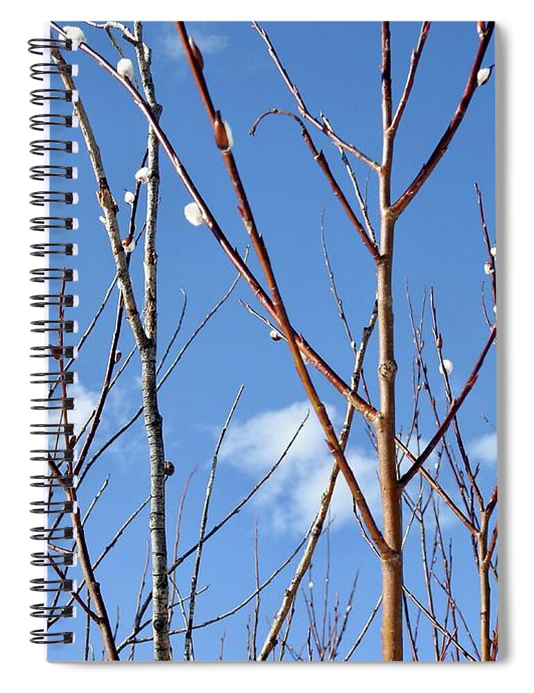 Pussy Willows Spiral Notebook featuring the photograph Catkins by Nicola Finch