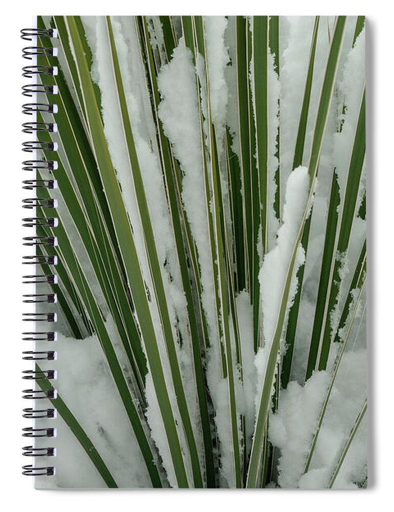 Asparagaceae Spiral Notebook featuring the photograph Snow-covered Yucca by Maresa Pryor-Luzier