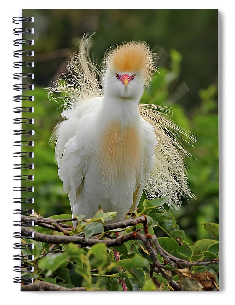 Cattle Egret Spiral Notebook featuring the photograph Cattle Egret Fluff by Jennifer Robin