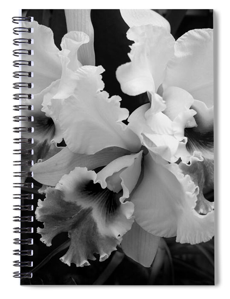 Cattleya Orchid Spiral Notebook featuring the photograph Cattleya Orchid in Black and White by L Bosco