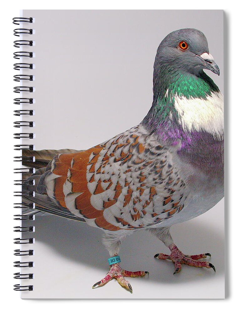 Pigeon Spiral Notebook featuring the photograph Cauchois Pigeon by Nathan Abbott
