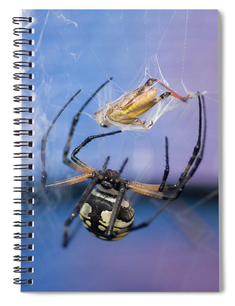 Garden Spider Spiral Notebook featuring the photograph Caught in the Web by Melissa Southern