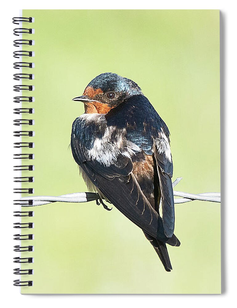 Bird Spiral Notebook featuring the photograph Cave Swallow by Dennis Hammer