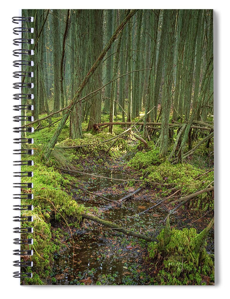 New Jersey Spiral Notebook featuring the photograph Cedar Swamp at Franklin Parker Preserve by Kristia Adams