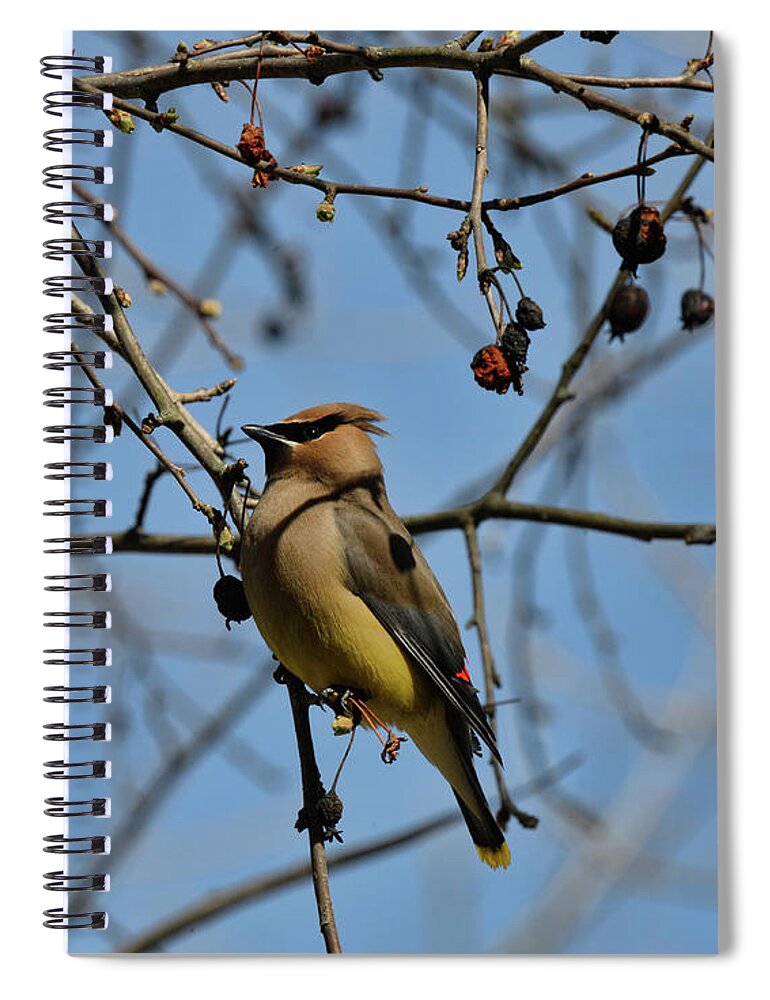  Spiral Notebook featuring the photograph Cedar Waxwing 2 by David Armstrong