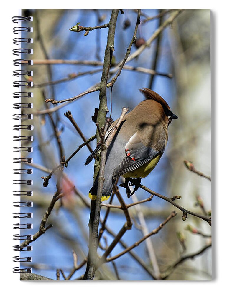  Spiral Notebook featuring the photograph Cedar Waxwing 4 by David Armstrong