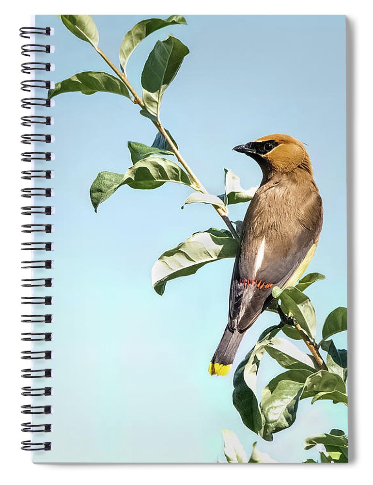 Wildlife Spiral Notebook featuring the photograph Cedar Waxwing Looking Left by Ray Silva