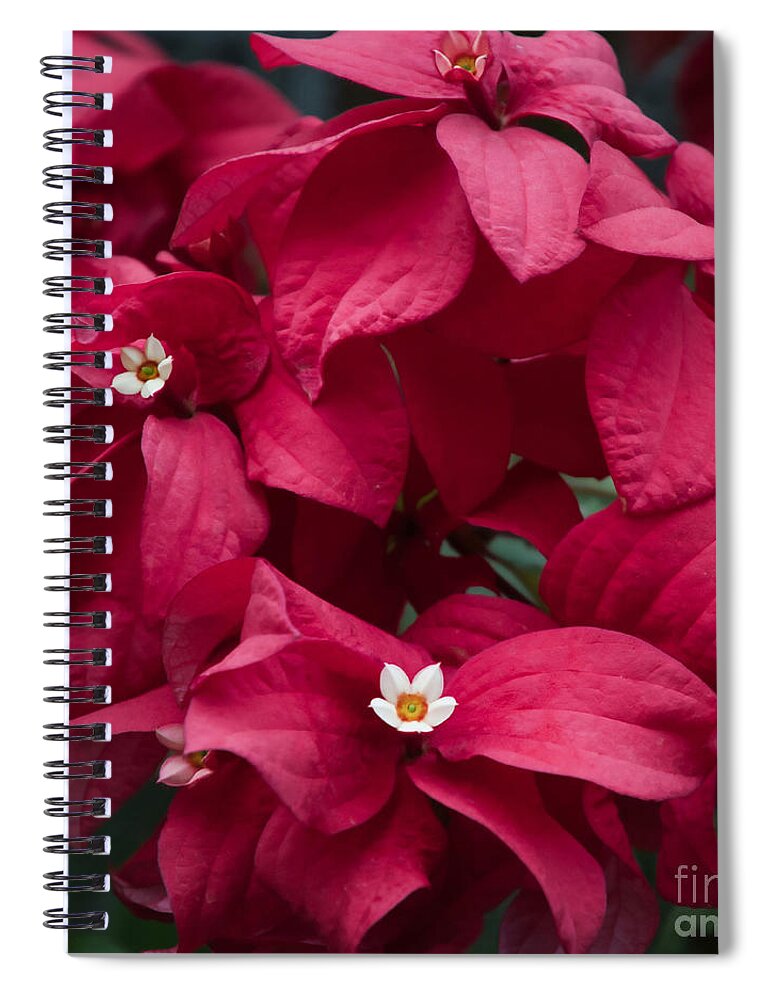 Holiday Spiral Notebook featuring the photograph Celebrating the Holidays by Amy Dundon
