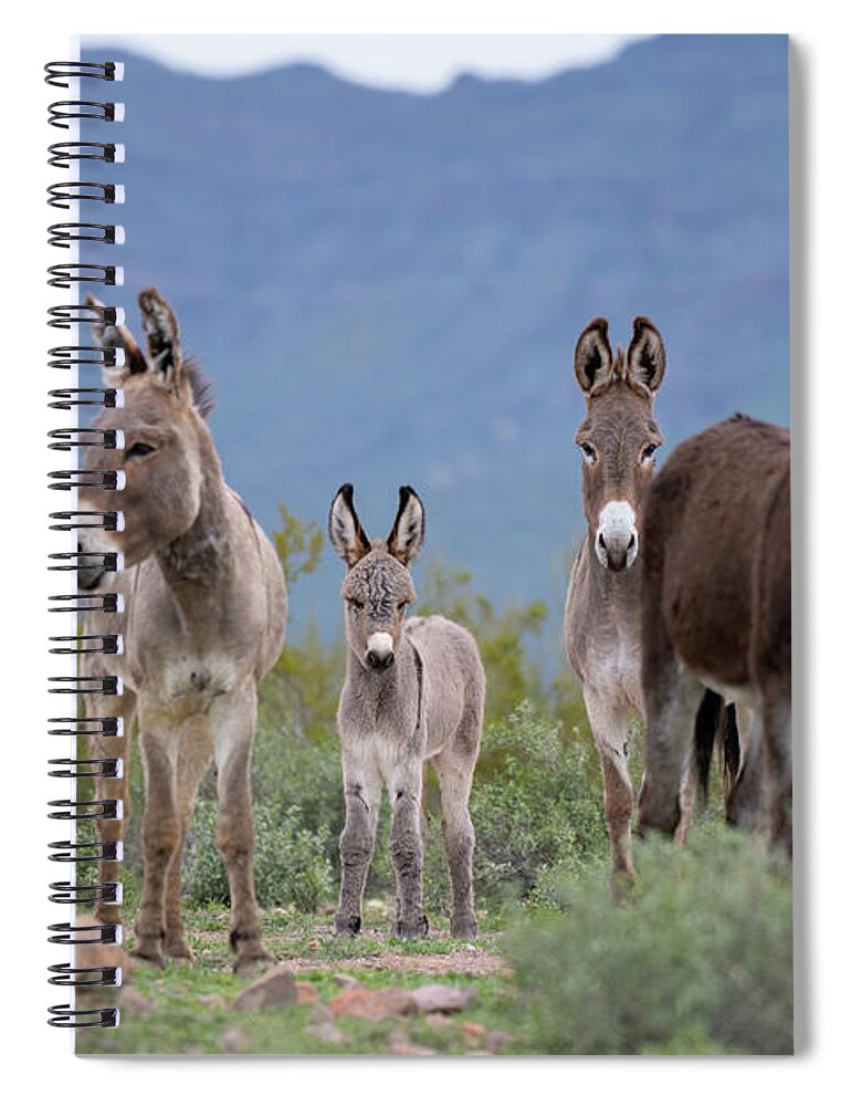 Wild Burro Spiral Notebook featuring the photograph Center of Attention by Mary Hone
