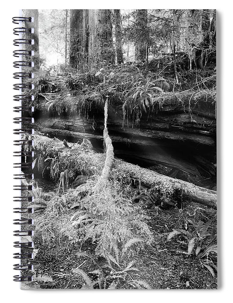 Black And White Photography Spiral Notebook featuring the photograph Centuries Old and Sunbeams by Allan Van Gasbeck