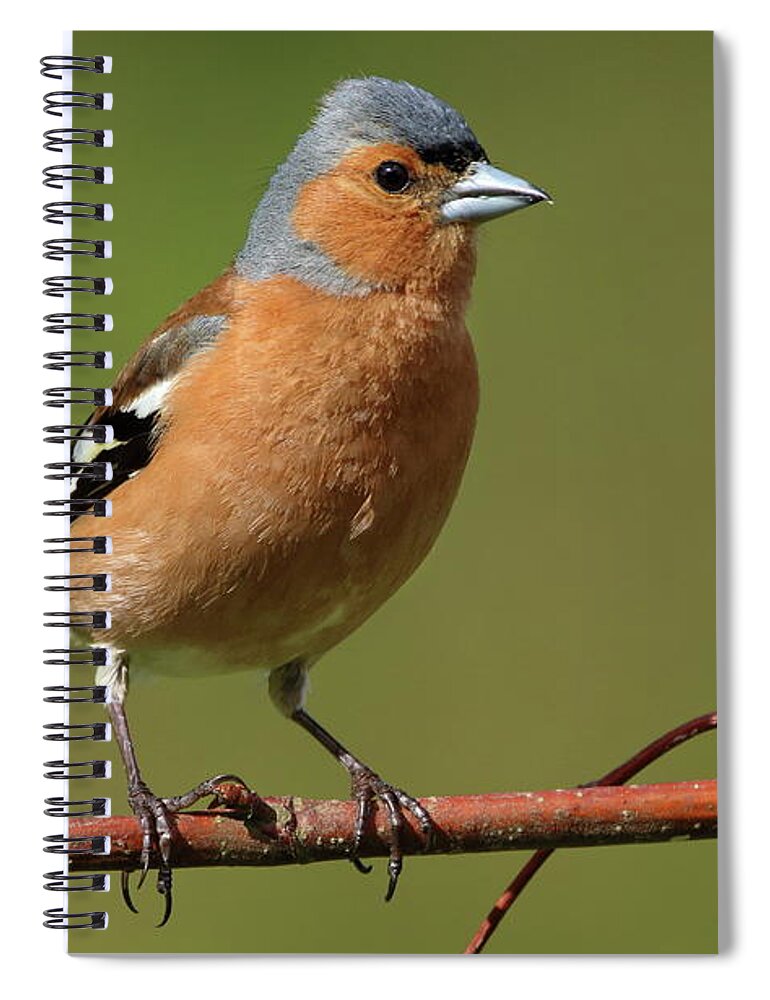  Spiral Notebook featuring the photograph Chaffinch male by Peter Skelton