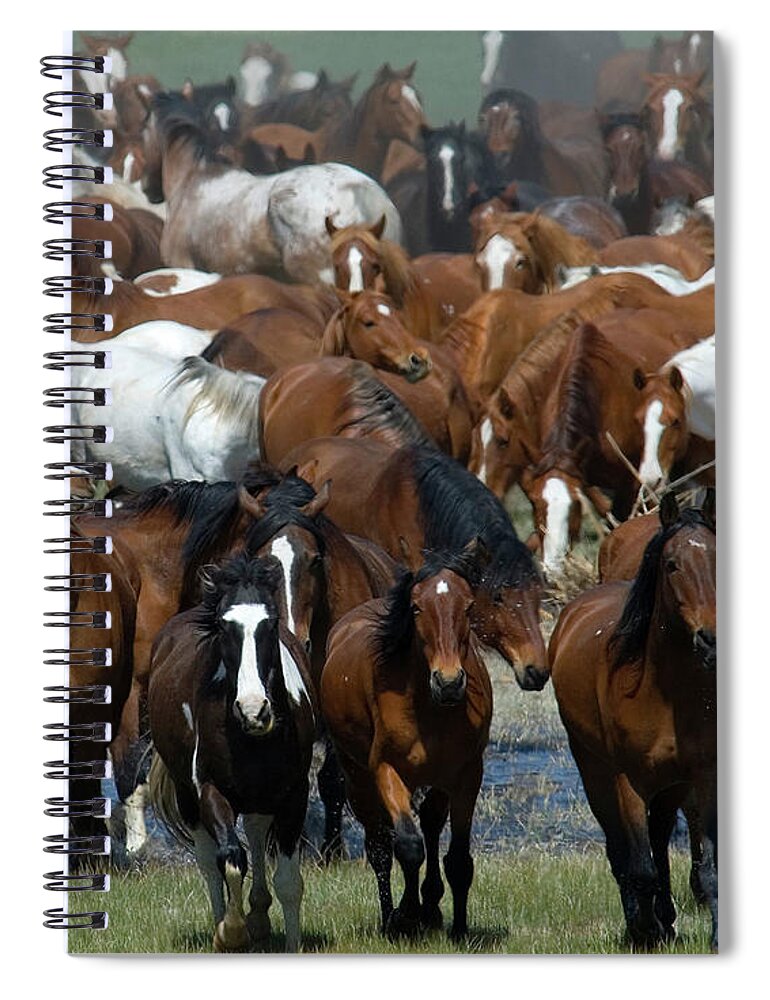 Horses Spiral Notebook featuring the photograph Chaos in the Herd by Jody Miller