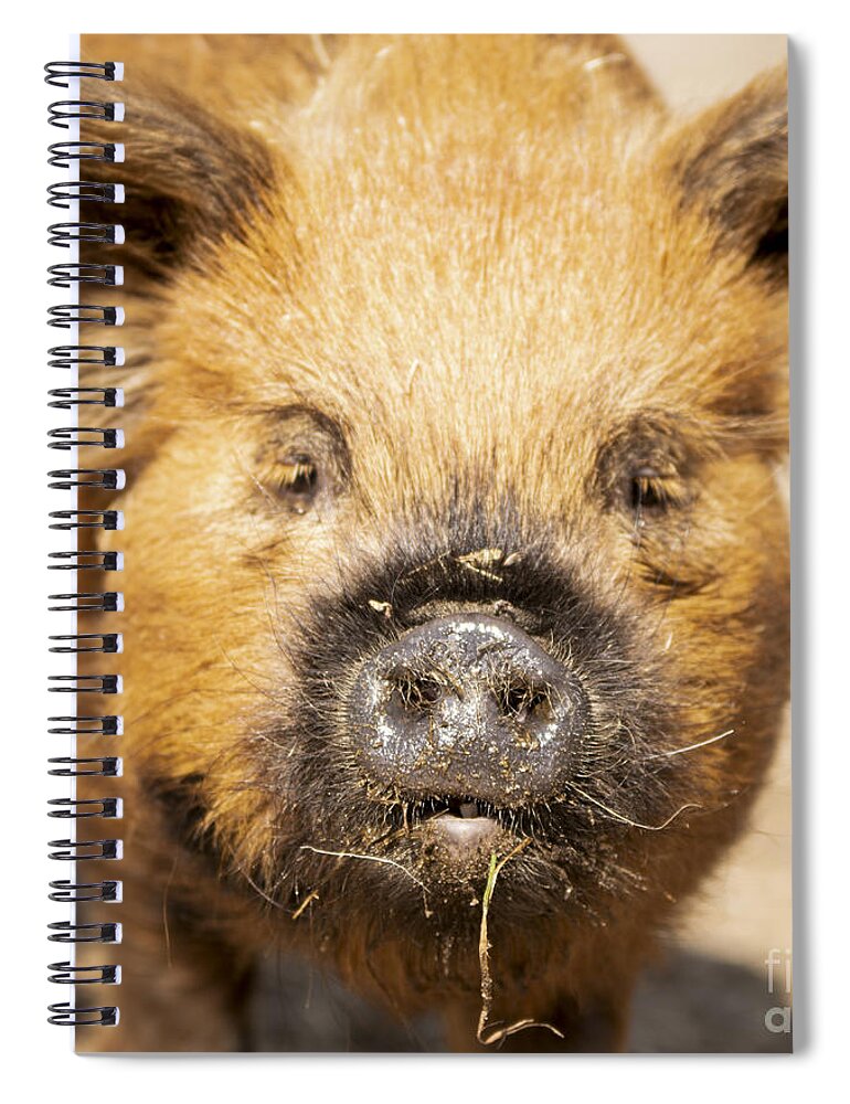 Kunekune Spiral Notebook featuring the photograph Ginger of Fellinlove Farm by Lori Ann Thwing