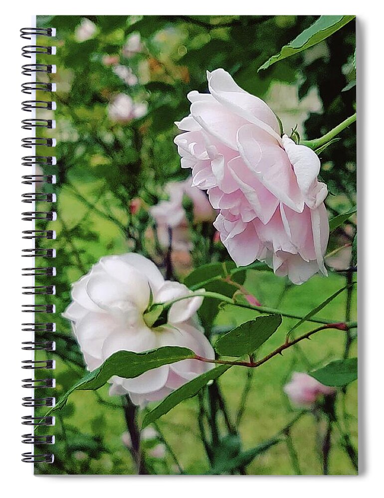 Old Fashioned Roses Spiral Notebook featuring the digital art Charming Pale Pink Roses by Pamela Smale Williams