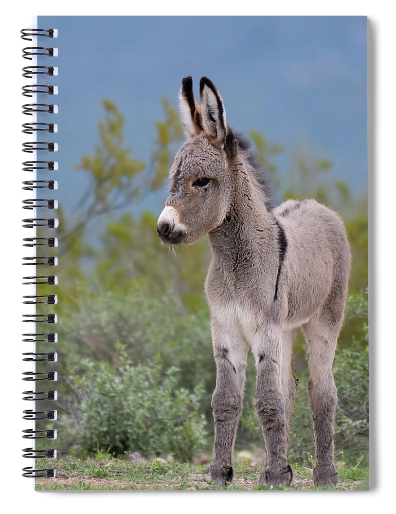 Wild Burro Spiral Notebook featuring the photograph Checking out the World by Mary Hone