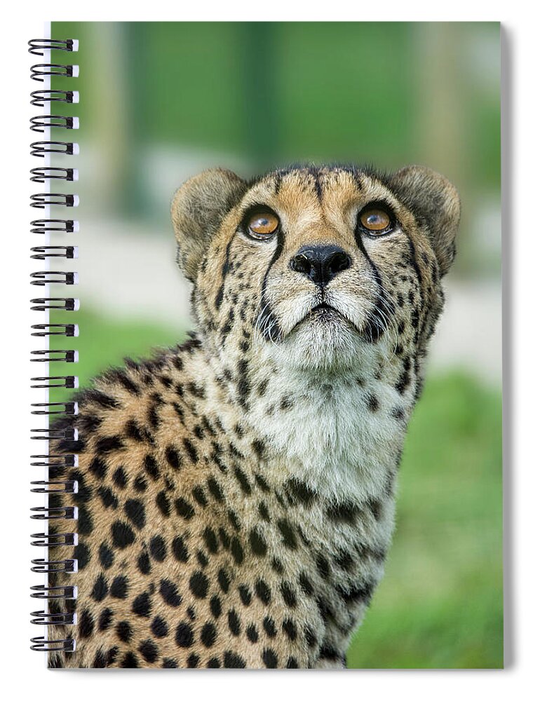 Cheetah Spiral Notebook featuring the photograph Cheetah caught in an upward gaze by Gareth Parkes