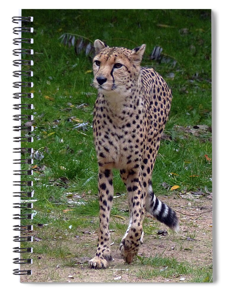 Cheetah Spiral Notebook featuring the photograph Cheetah on patrol by Phil Banks