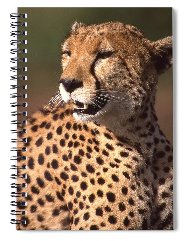 Cheetah Spiral Notebook featuring the photograph Cheetah Profile by Russ Considine