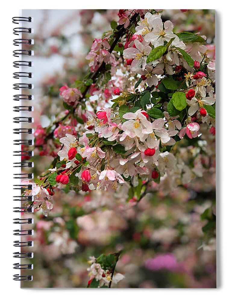 Cherry Flower Blossom Spring Spiral Notebook featuring the photograph Cherry 2 by Gerald Carpenter