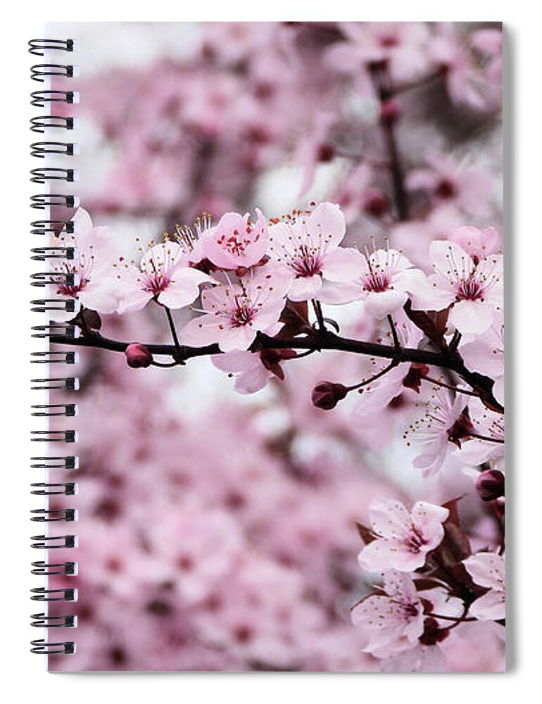 Cherry Blossoms Spiral Notebook featuring the photograph Cherry Blossoms Art by Scott Cameron